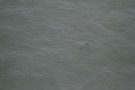 Missing Picture
